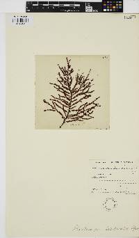 Phacelocarpus peperocarpos image