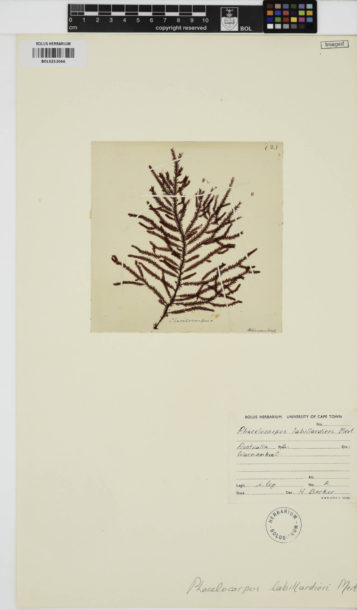 Phacelocarpus peperocarpos image