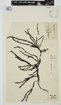 Phacelocarpus oligacanthus image