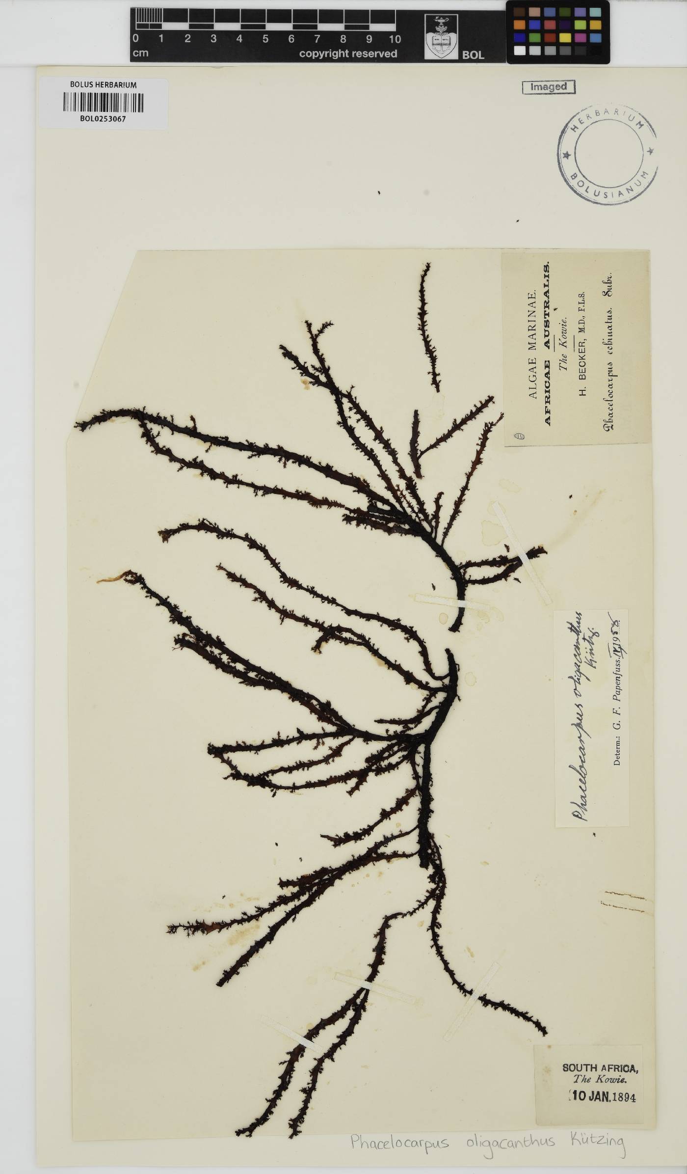 Phacelocarpus oligacanthus image