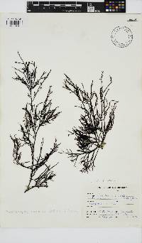 Phacelocarpus tortuosus image