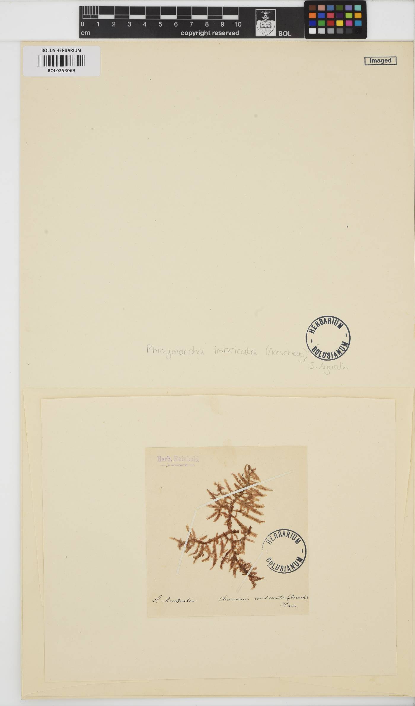 Phitymophora amansioides image