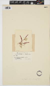 Image of Phitymophora linearis