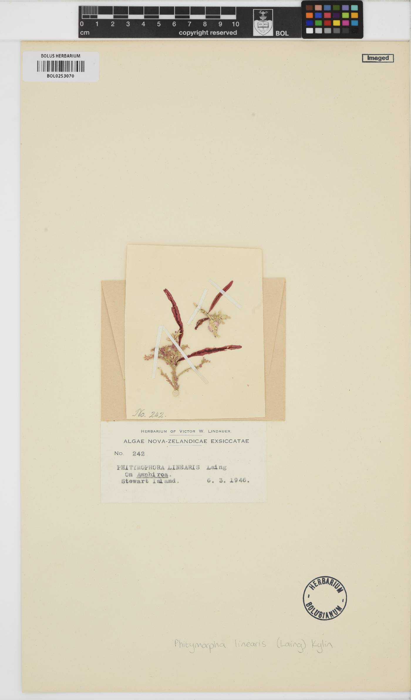 Phitymophora linearis image