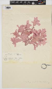 Phycodrys quercifolia image