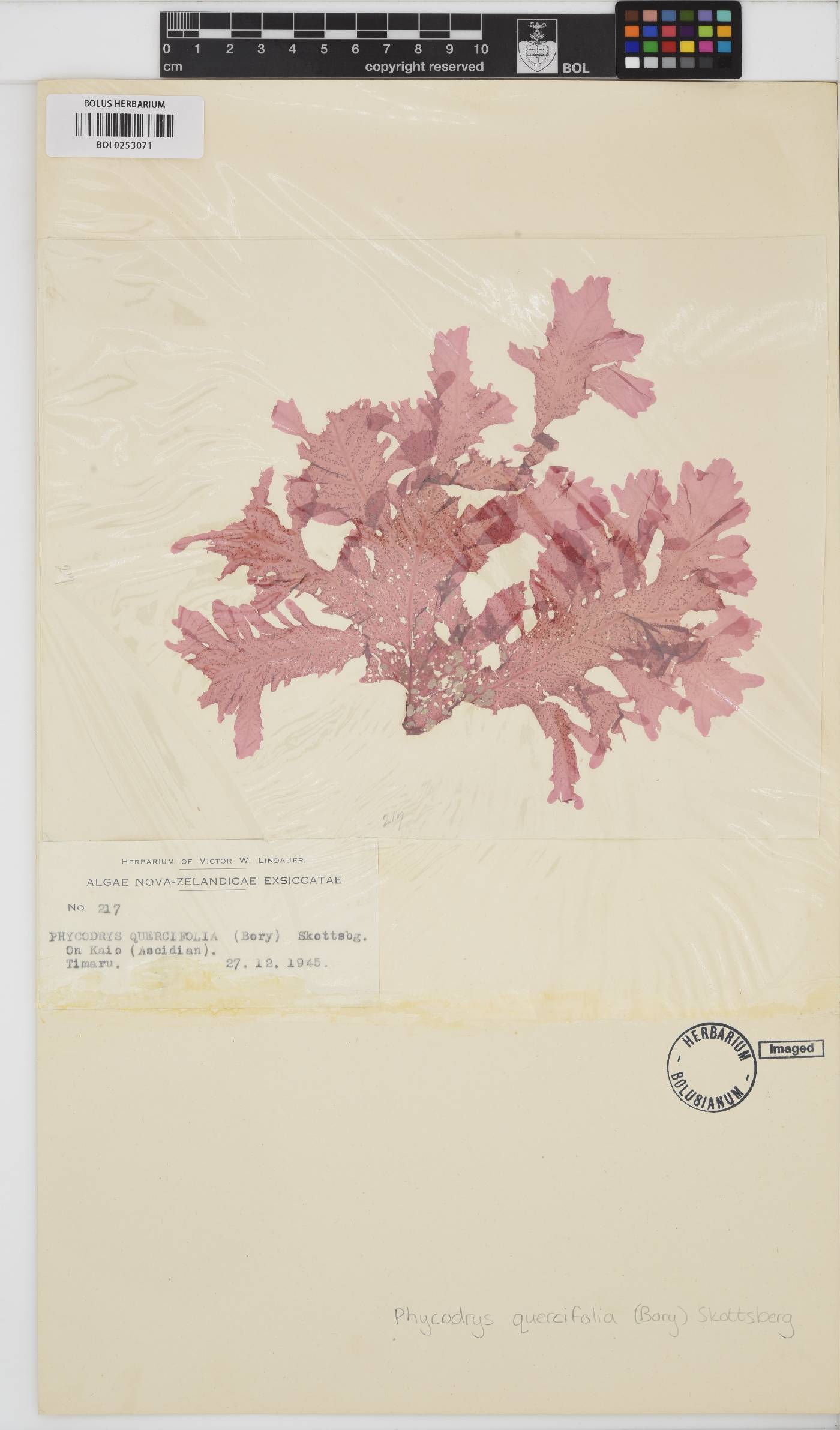 Phycodrys quercifolia image