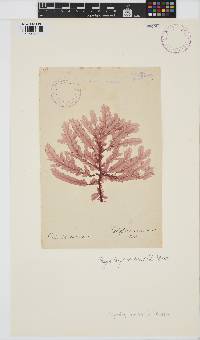 Phycodrys rubens image