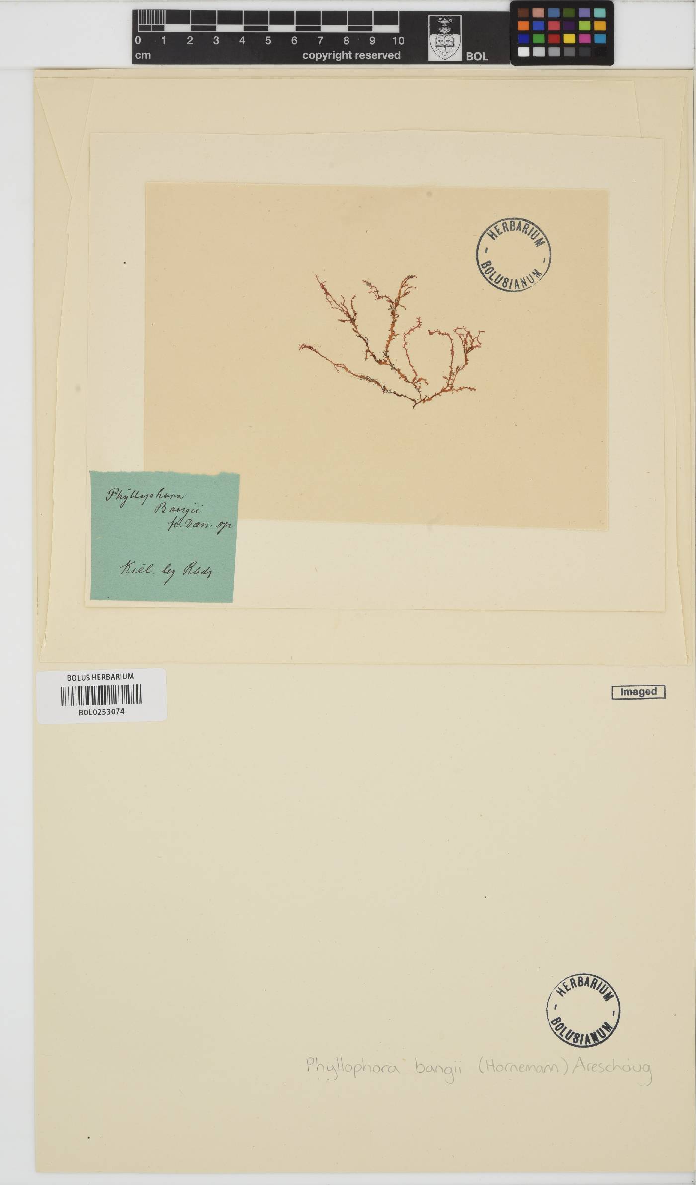 Phyllophora crispa image