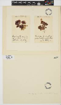 Image of Phyllophora heredia