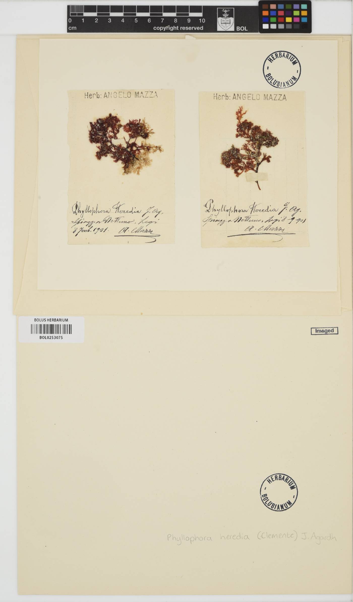 Phyllophora heredia image
