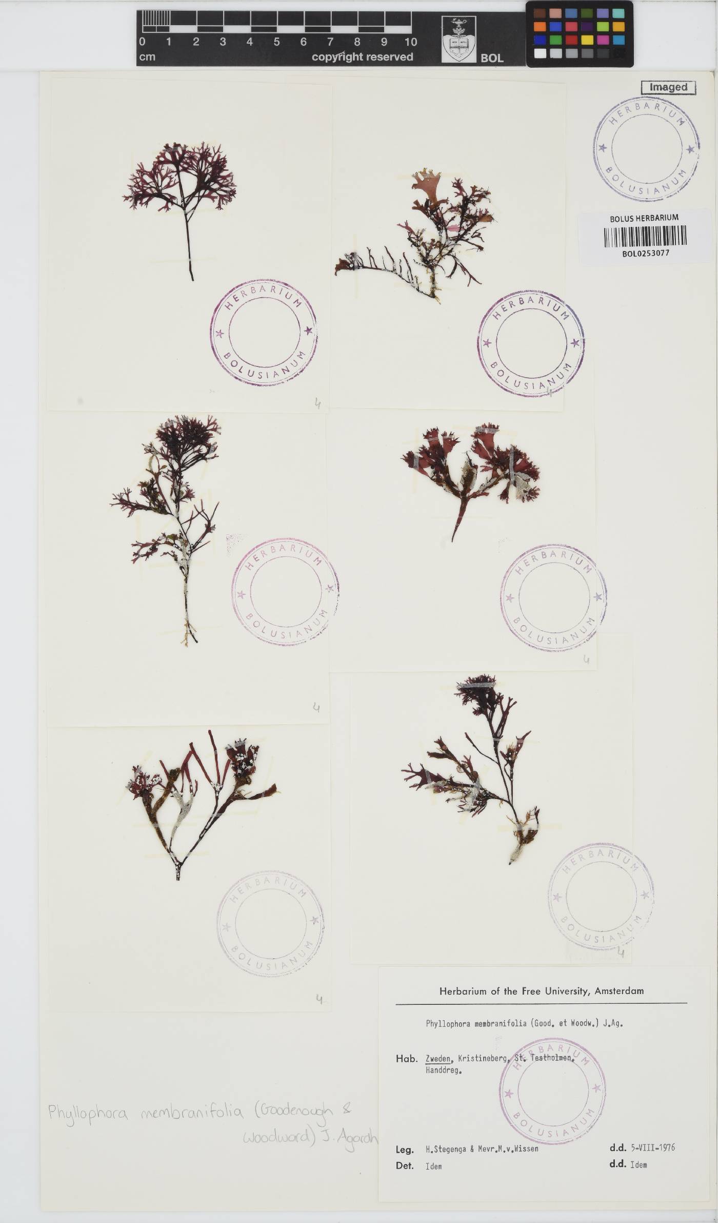 Phyllophora pseudoceranoides image