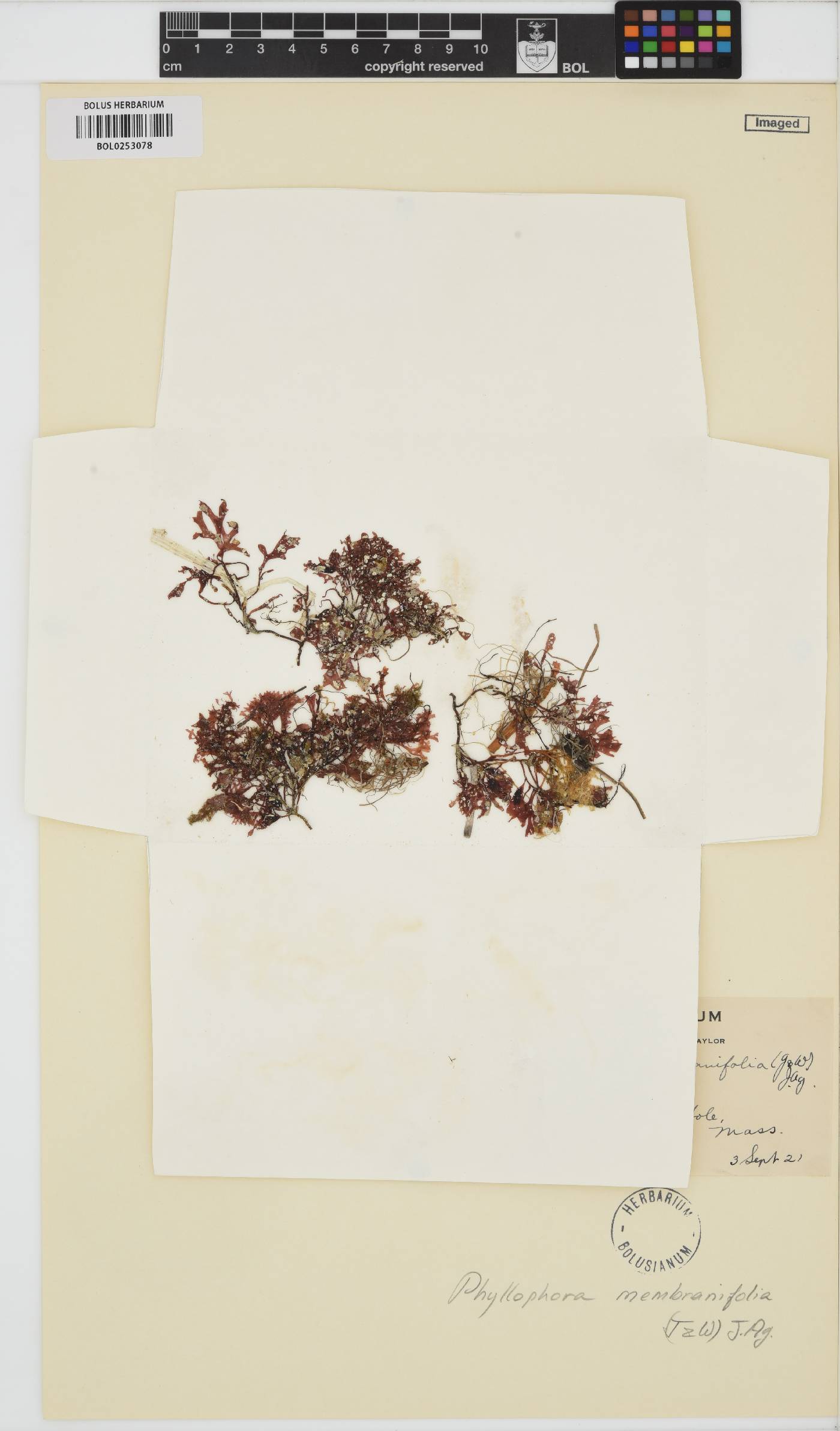 Phyllophora pseudoceranoides image