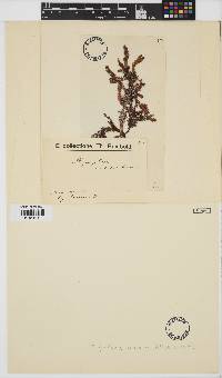 Phyllophora crispa image