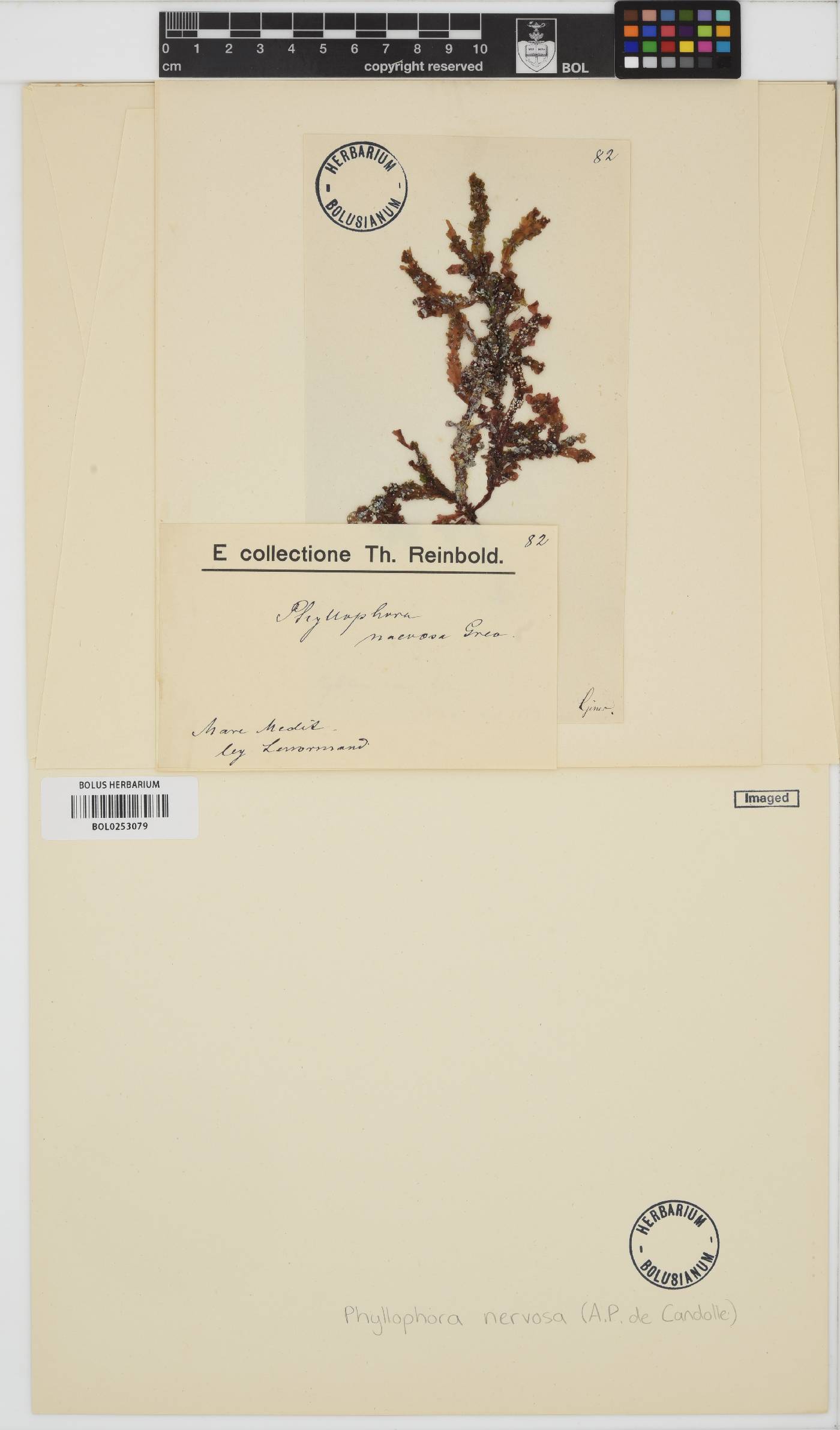 Phyllophora crispa image