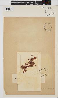 Phyllophora sicula image