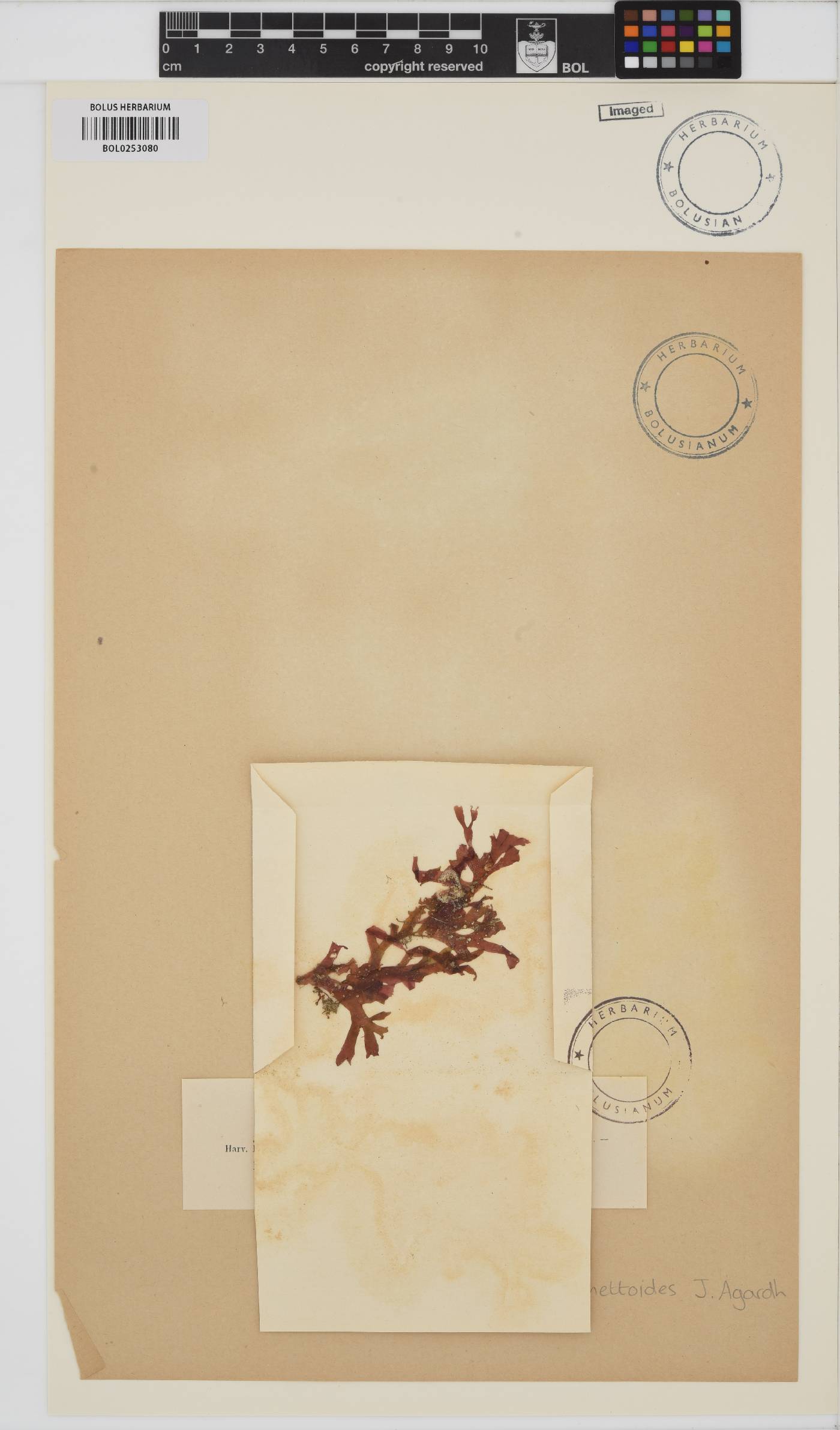 Phyllophora sicula image