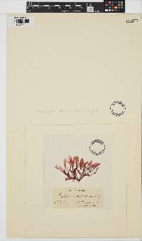 Phyllophora sicula image