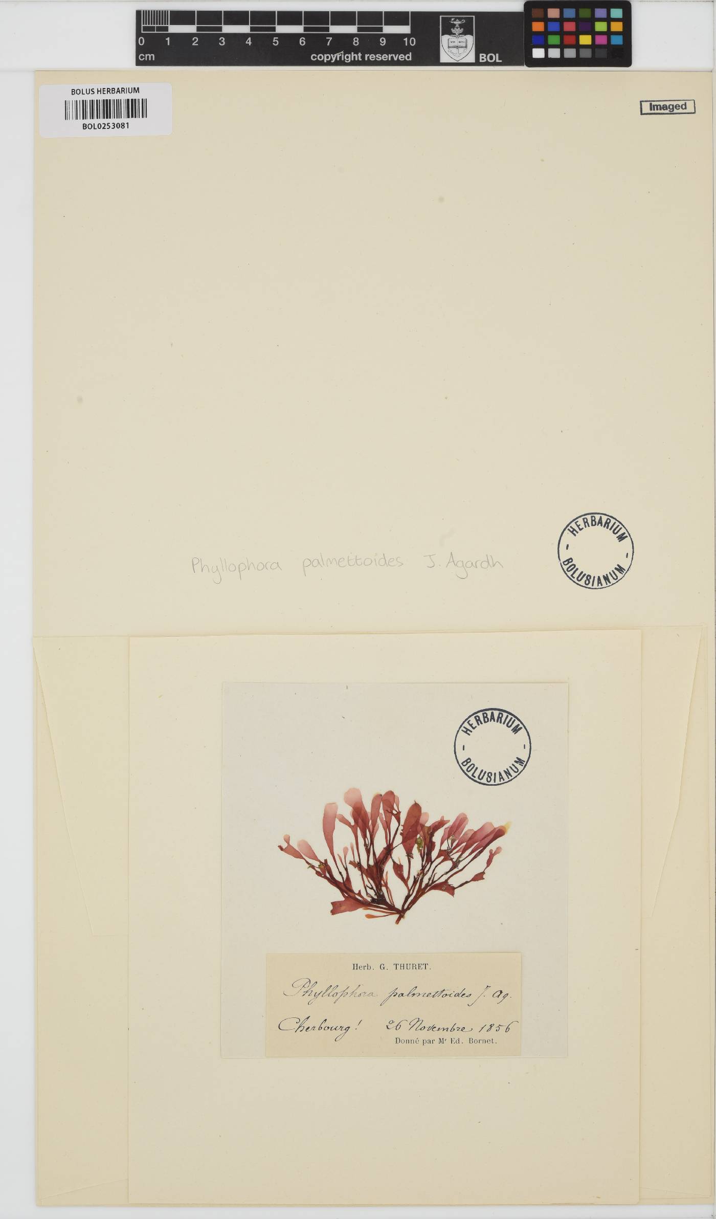 Phyllophora sicula image