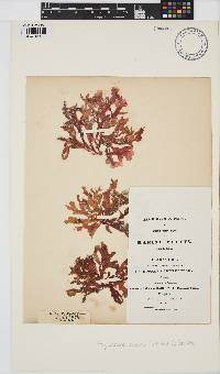 Phycodrys rubens image