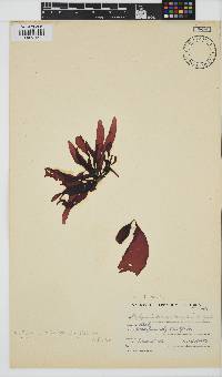 Phyllymenia belangeri image