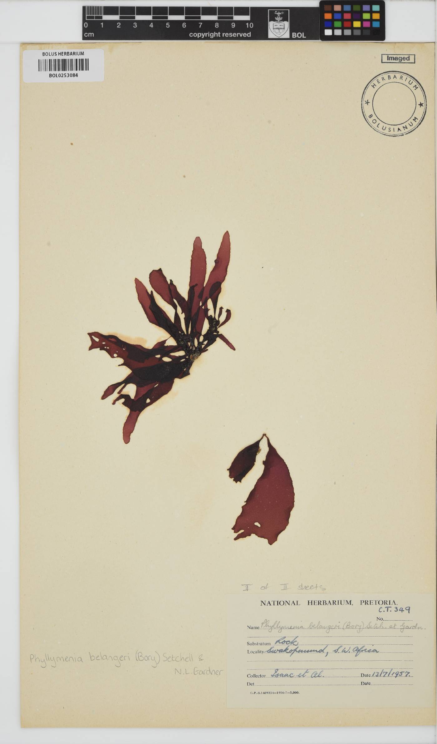 Phyllymenia belangeri image