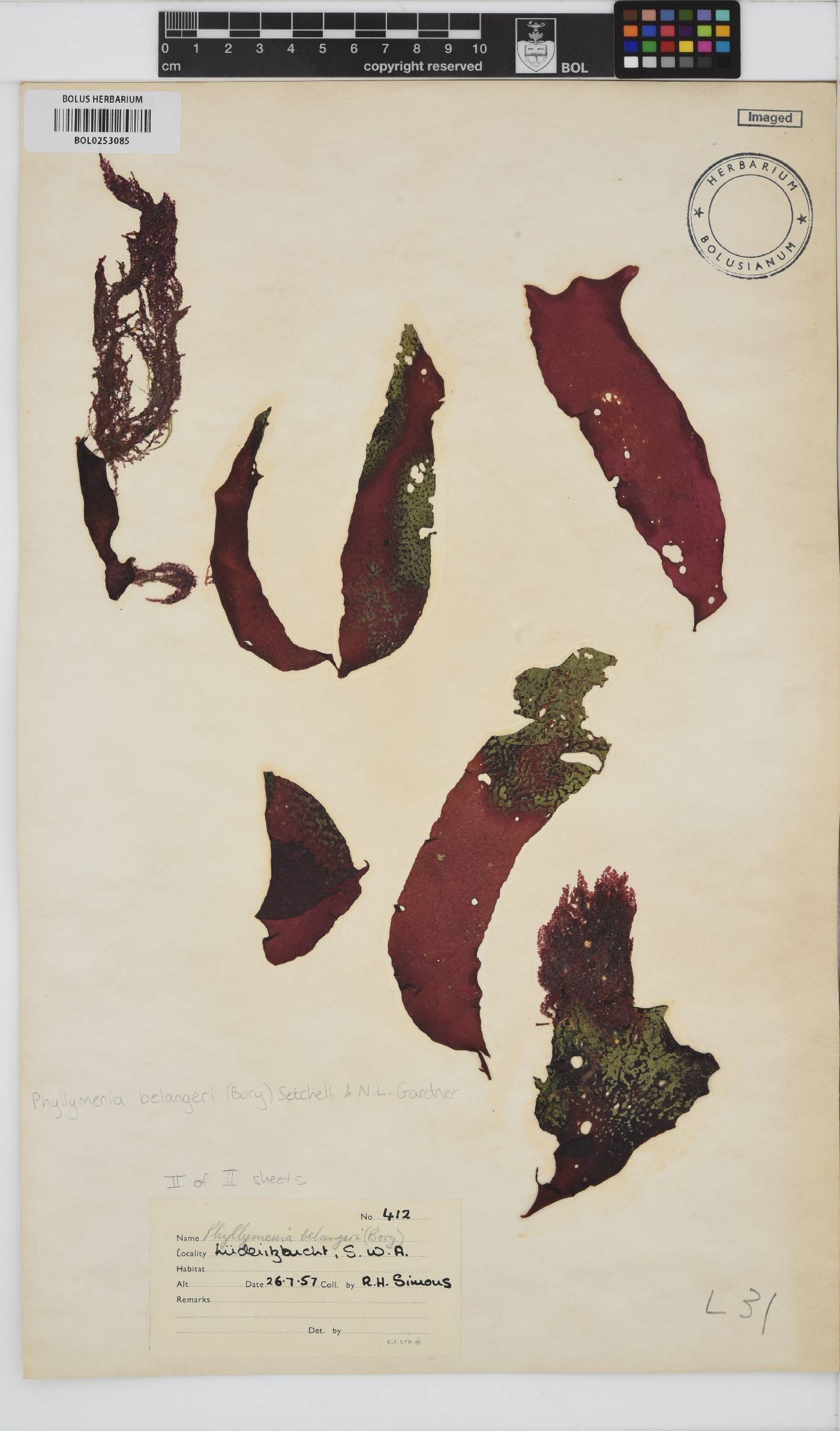 Phyllymenia image