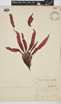 Phyllymenia belangeri image