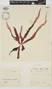 Phyllymenia belangeri image