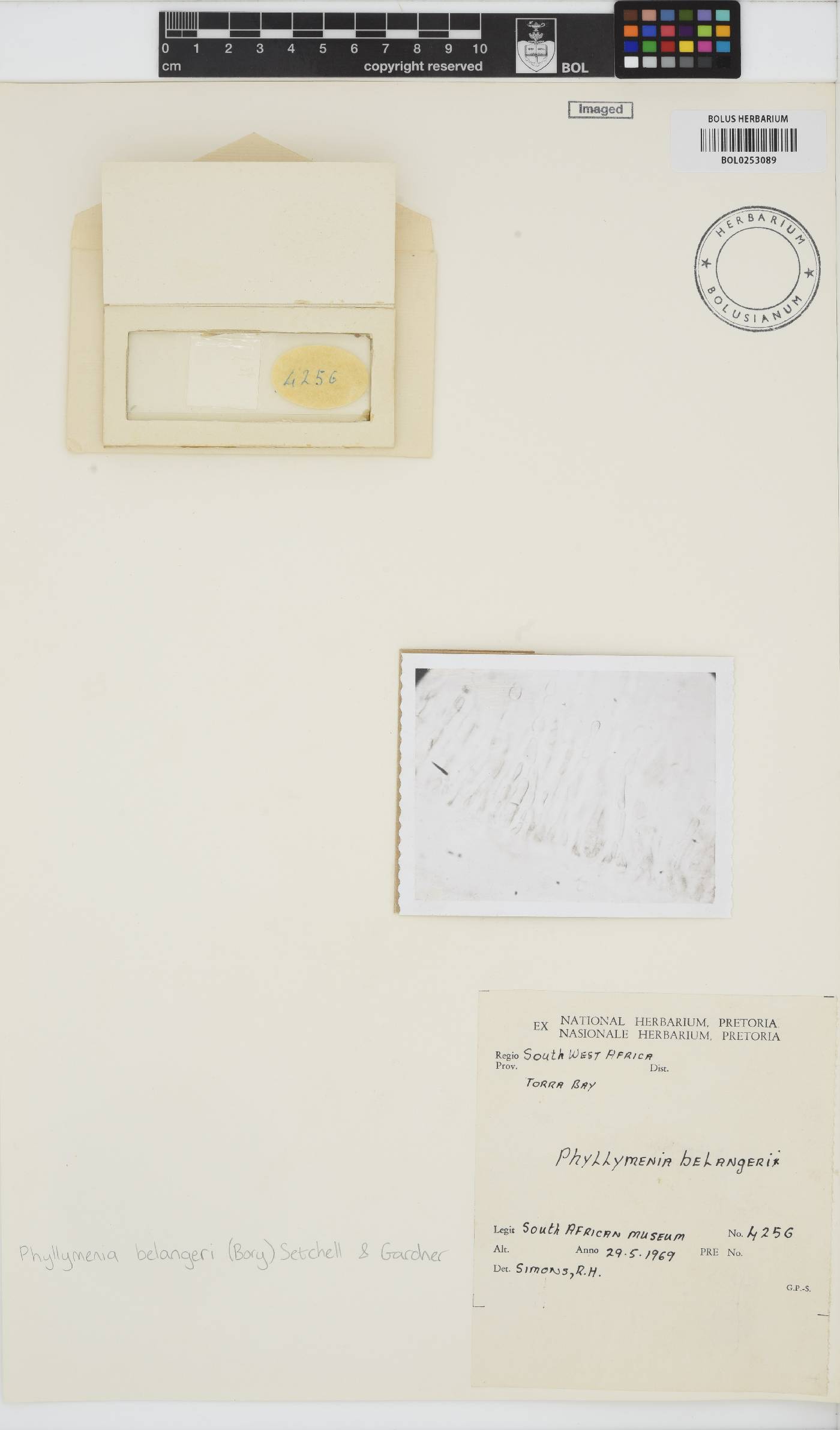 Phyllymenia belangeri image