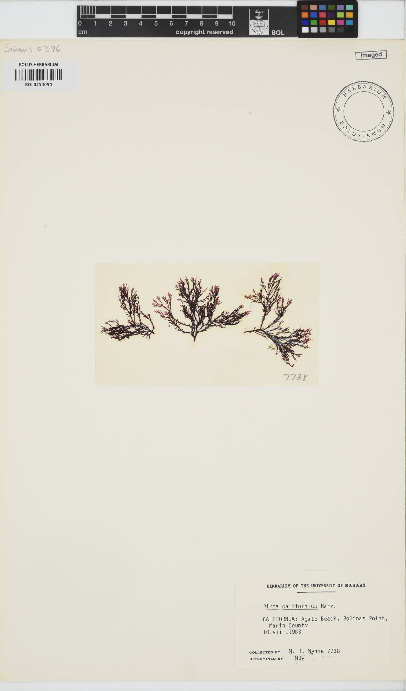 Pikea californica image