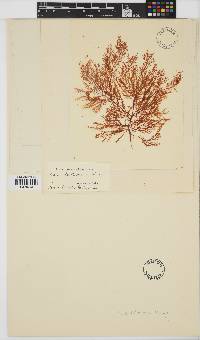 Pikea californica image