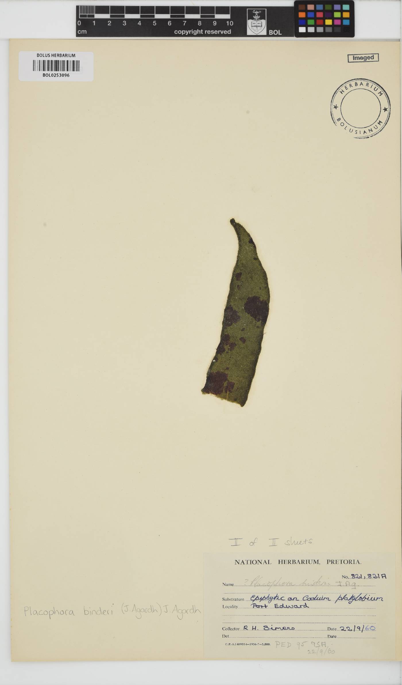 Placophora image