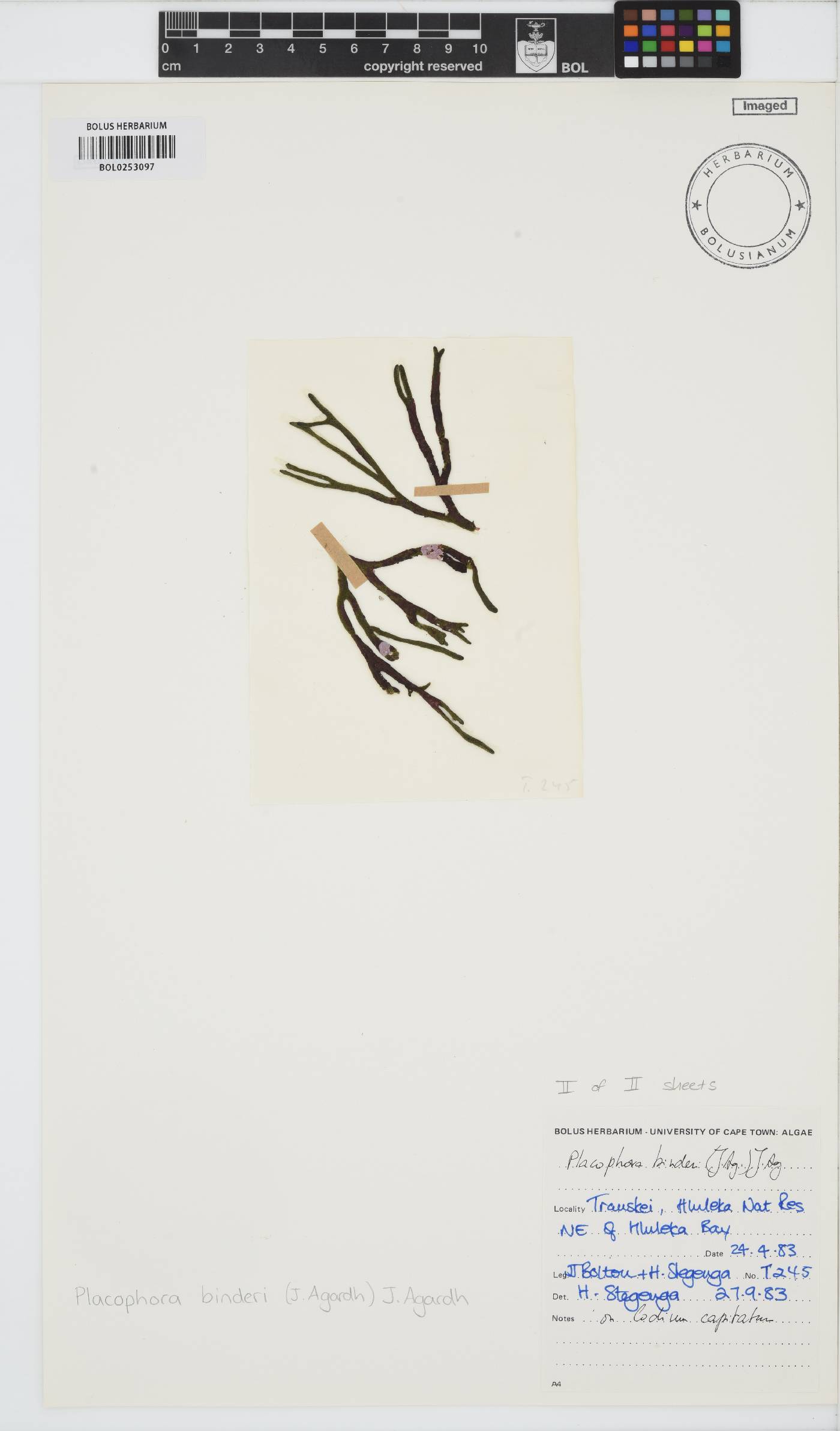 Placophora binderi image
