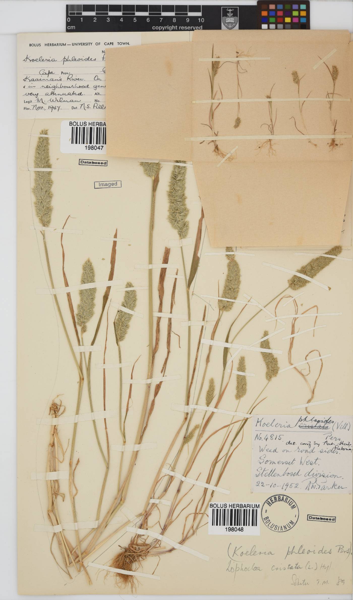 Koeleria capensis image