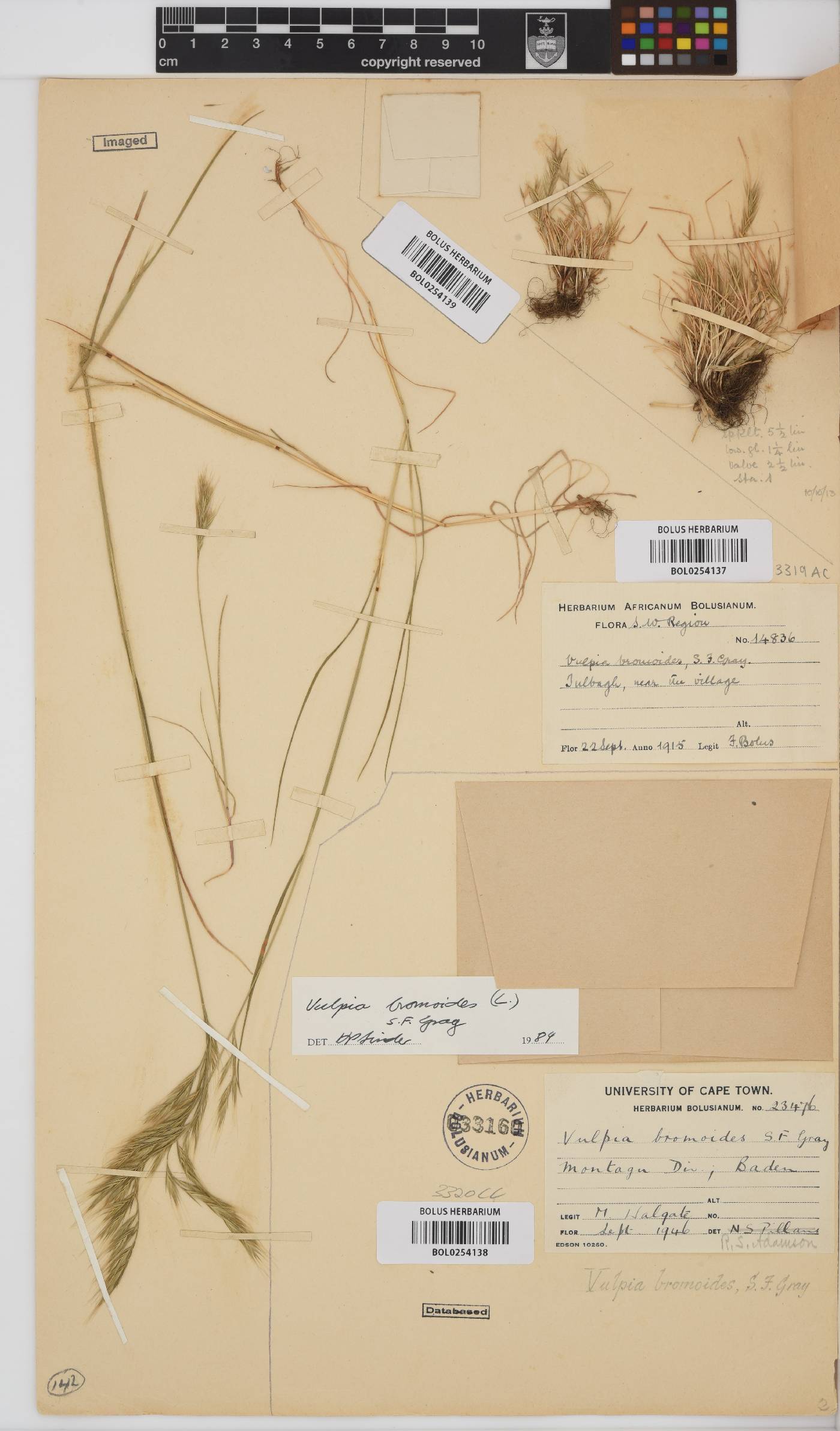 Vulpia bromoides image