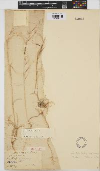 Stipagrostis zeyheri subsp. zeyheri image