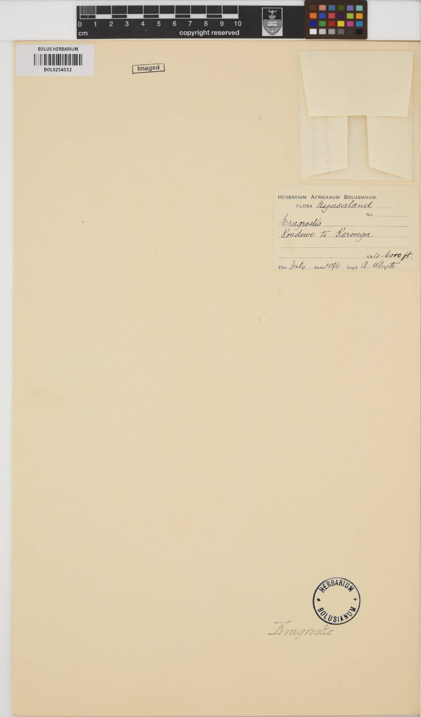 Eragrostis image