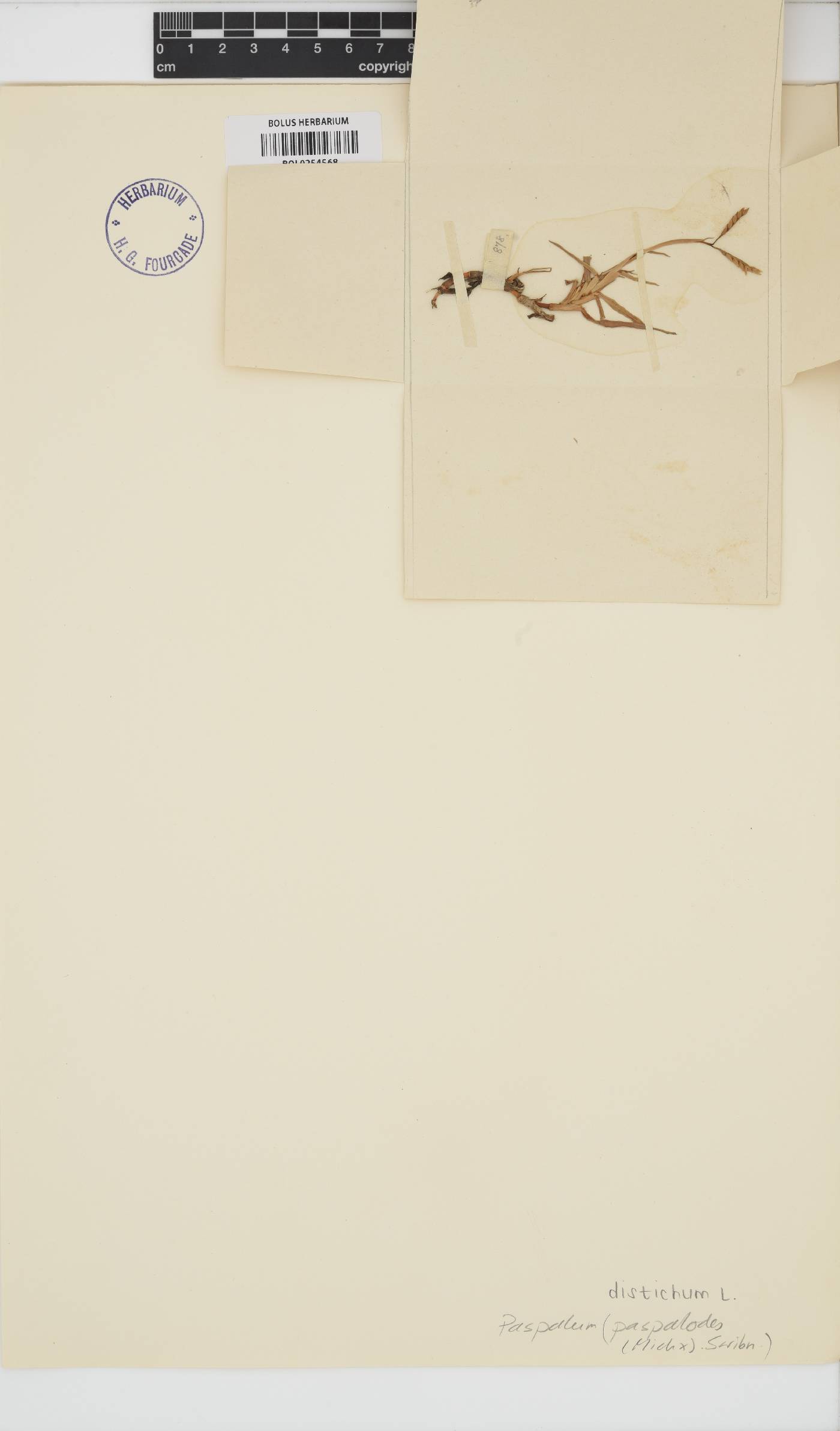 Paspalum distichum image