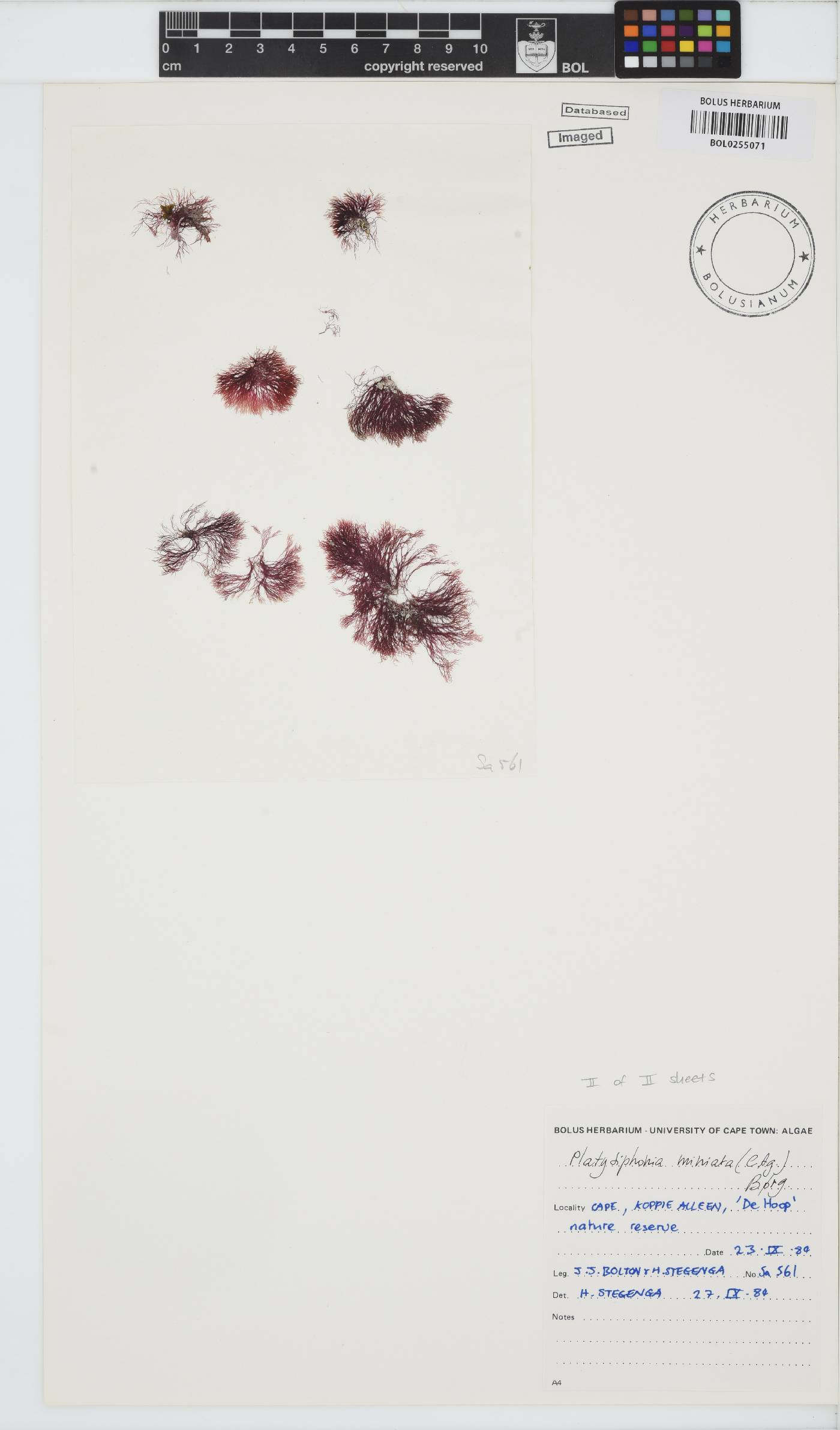 Platysiphonia delicata image