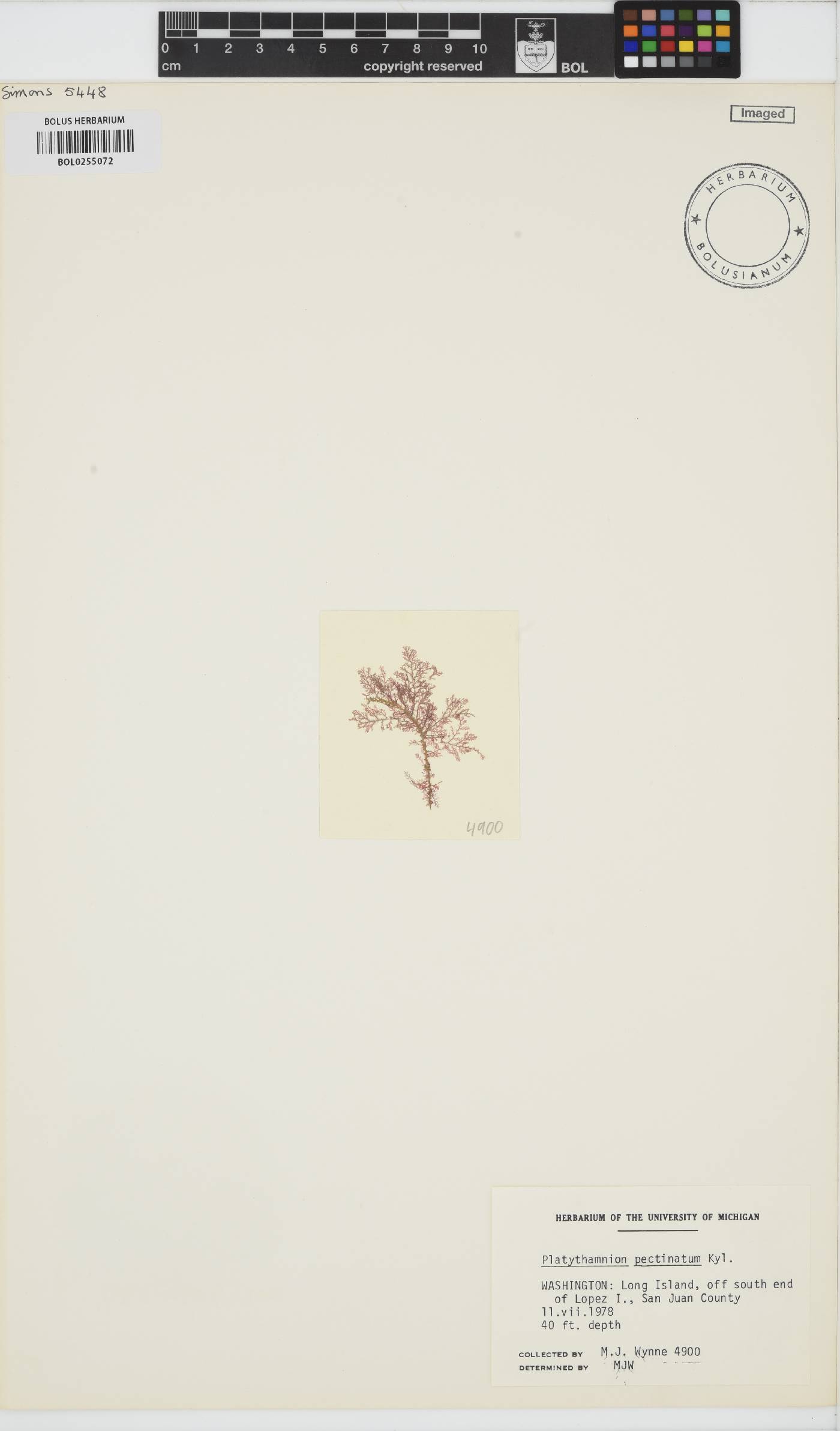Pterothamnion pectinatum image