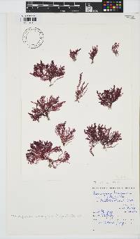 Pleonosporium harveyanum image