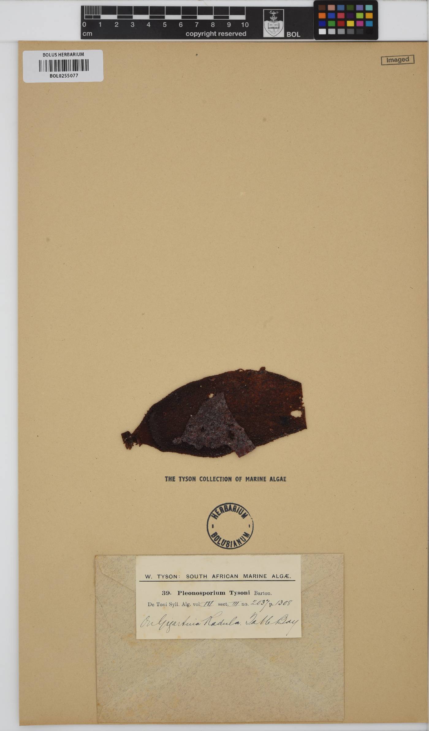 Pleonosporium tysonii image