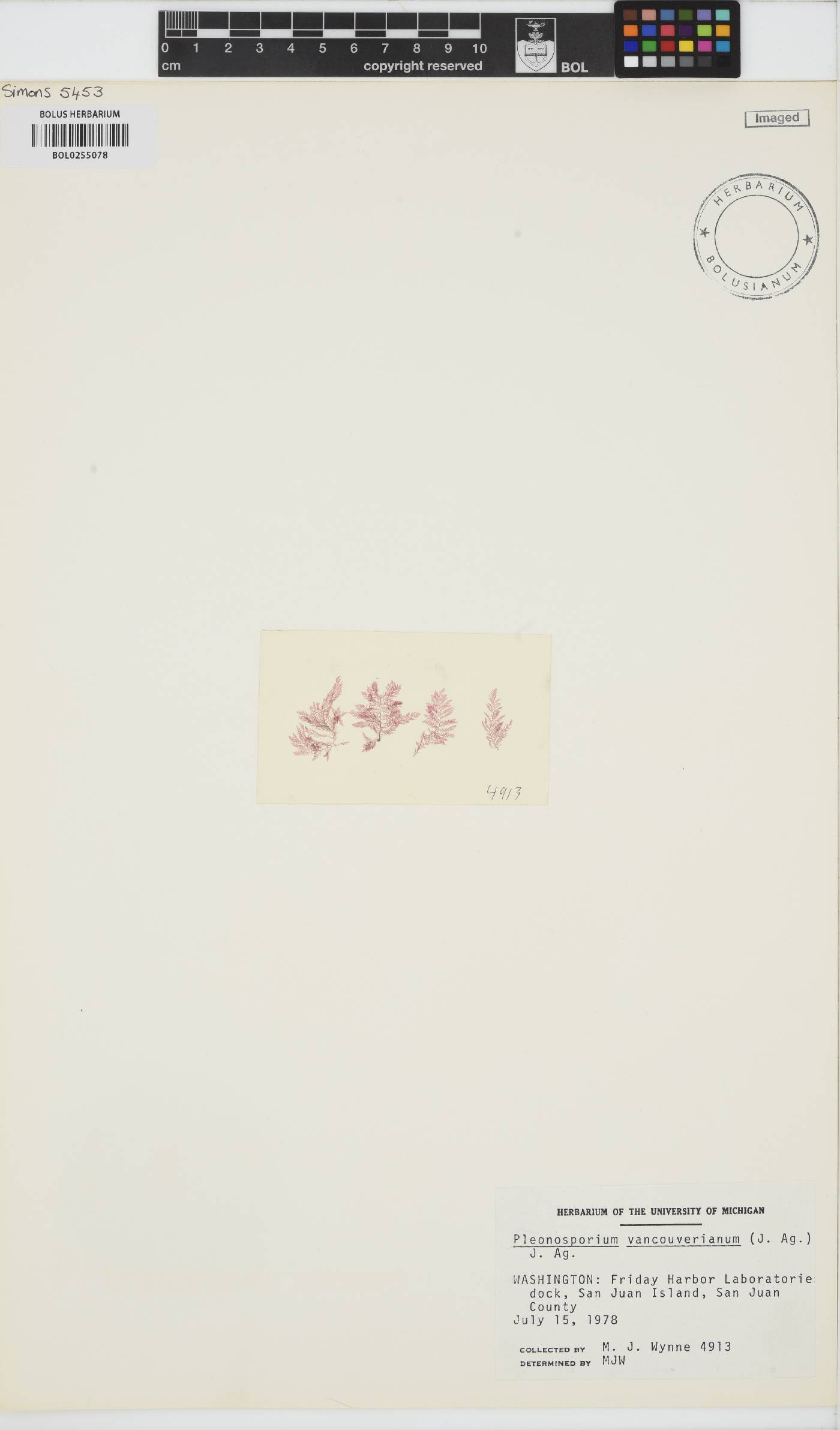 Pleonosporium vancouverianum image