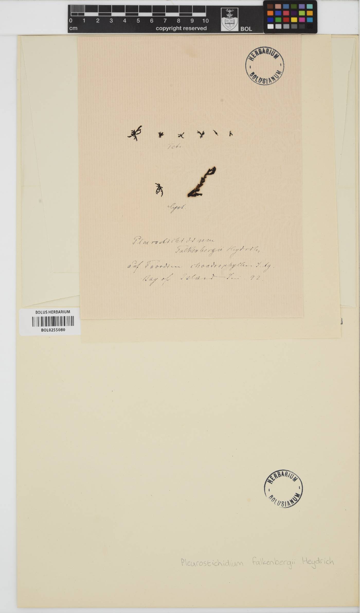 Pleurostichidium falkenbergii image