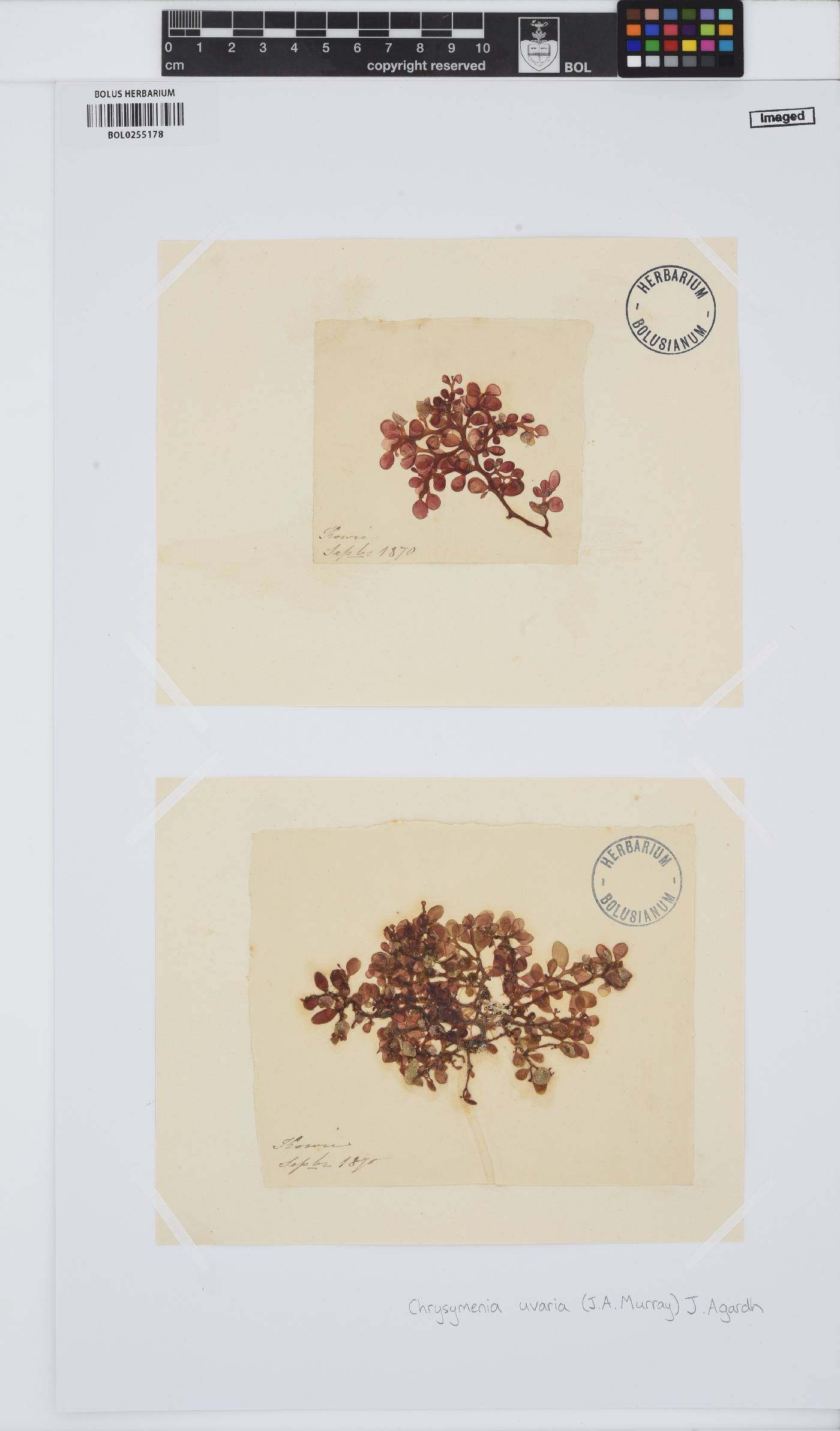 Botryocladia botryoides image