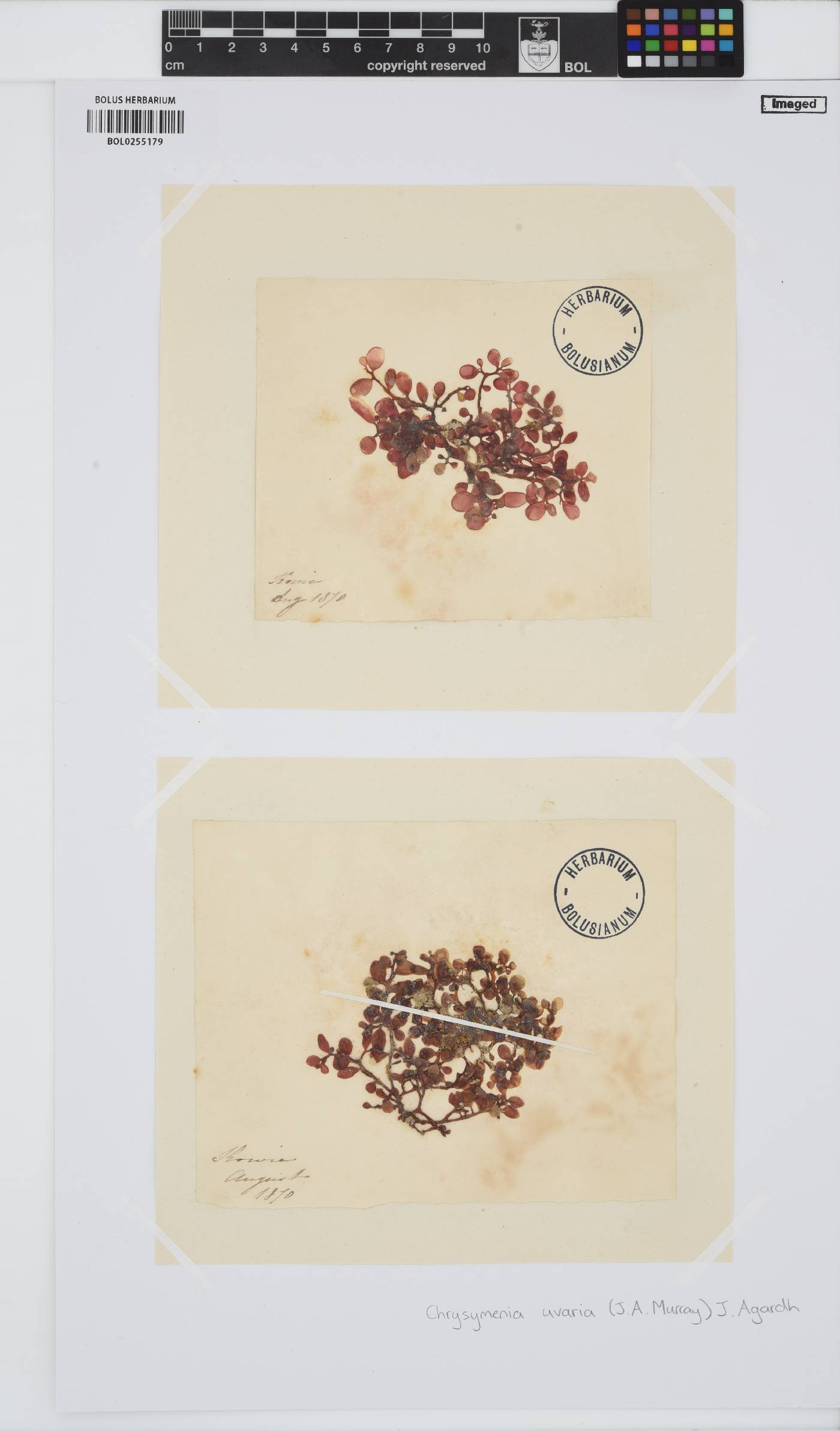 Botryocladia botryoides image