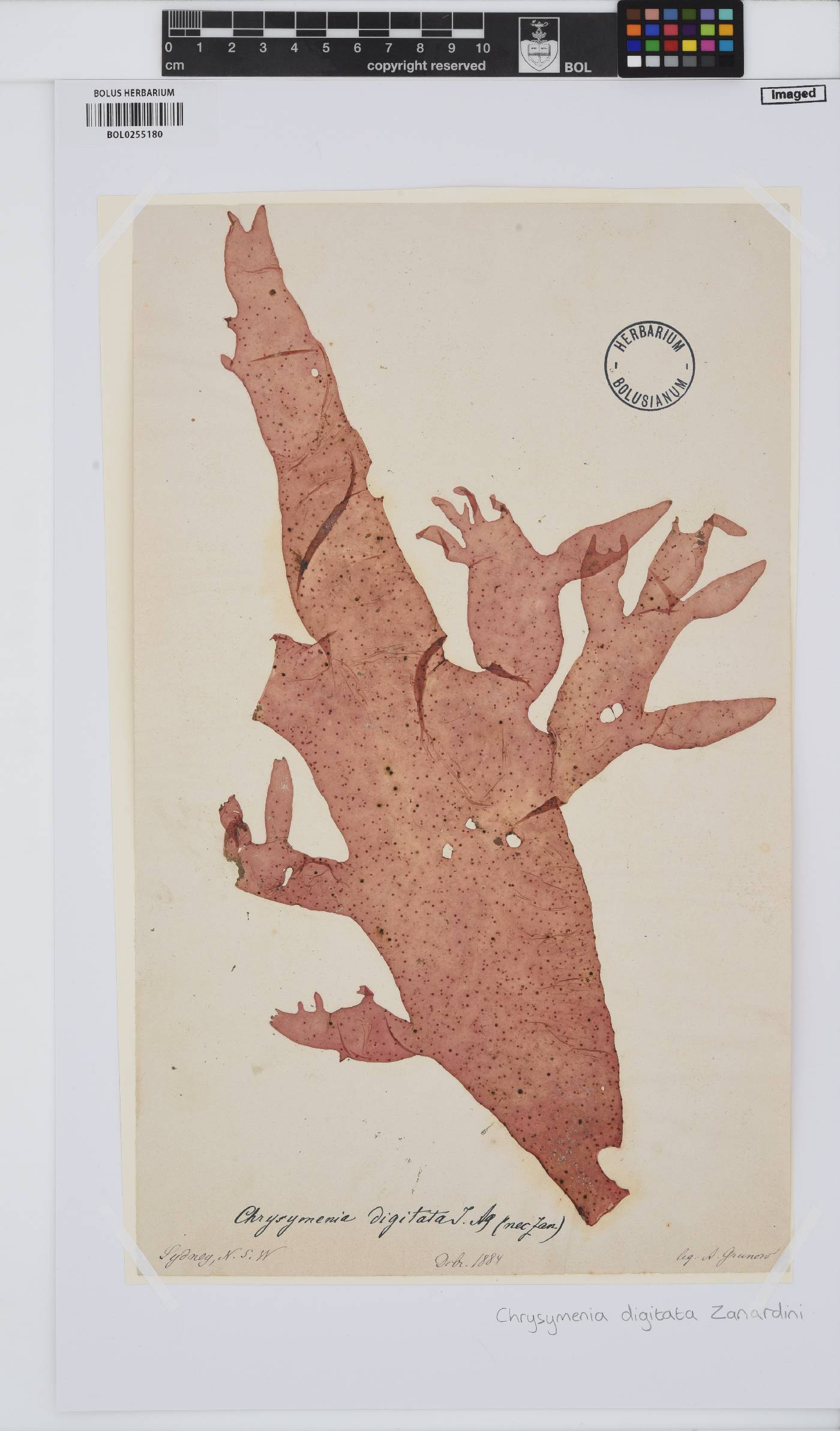 Chrysymenia ventricosa image