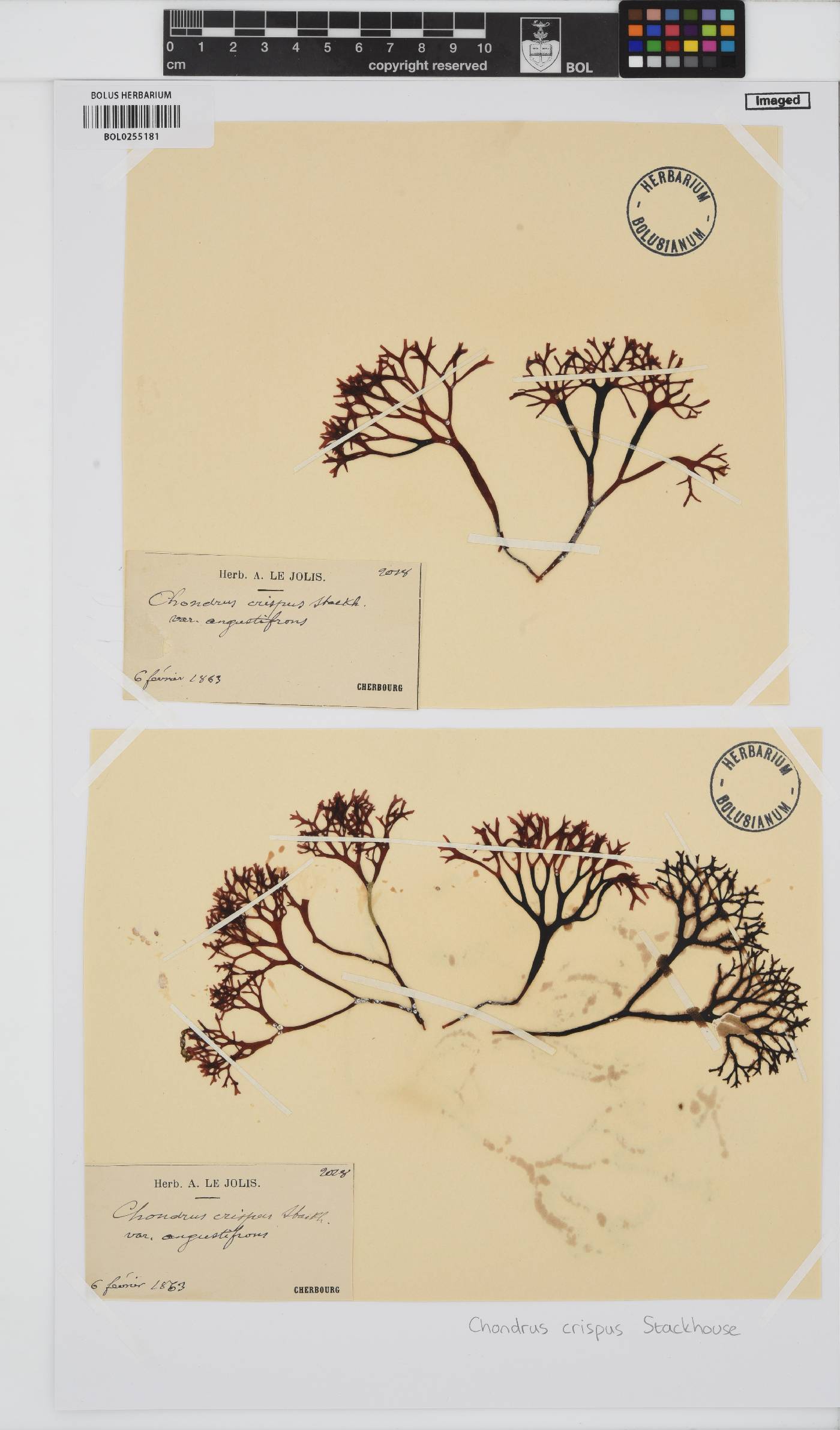 Chondrus crispus image