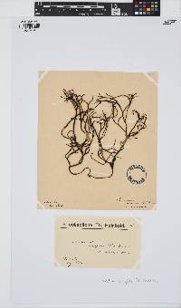 Chondrus crispus image