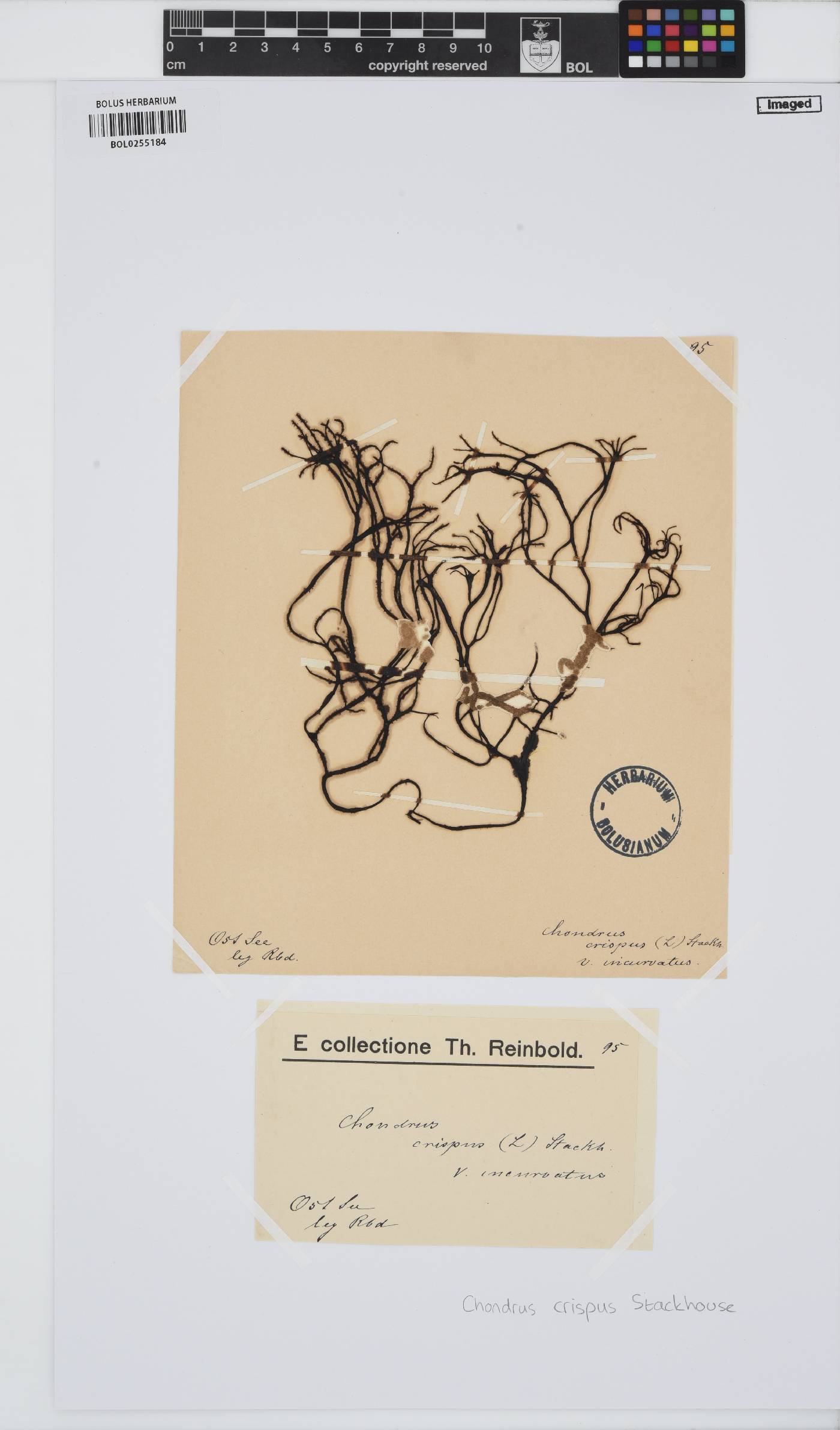 Chondrus crispus image